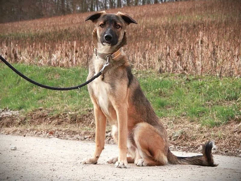 BOOTSMANN - Sucht erfahrene Menschen in 84152 Mengkofen