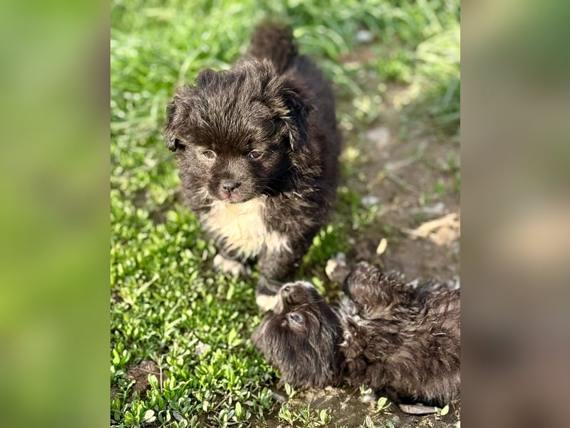 GINNY - Kleine Wuschelmaus sucht ihre Familie