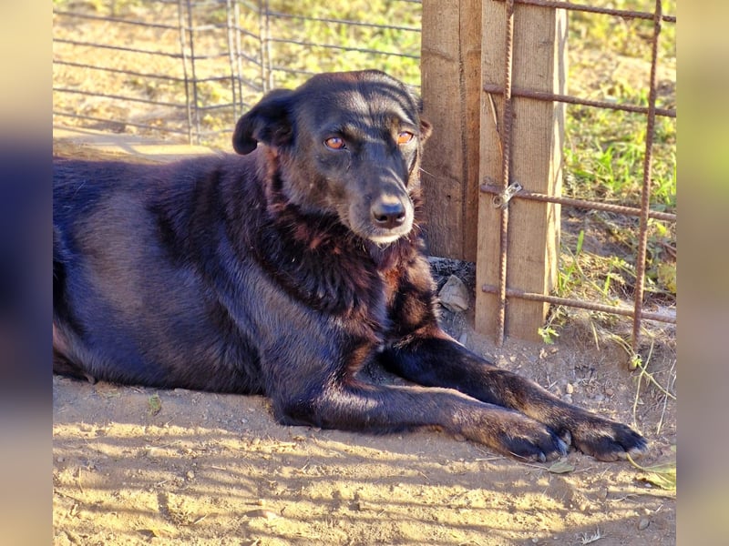 MELOU - freundliche und verschmuste Hündin wünscht sich sehnlichst ihr Zuhause