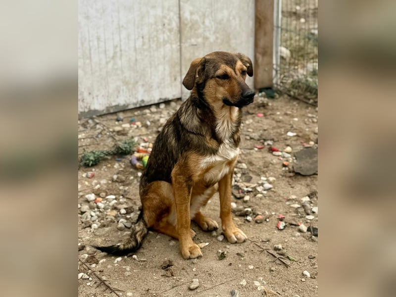ALBINA - neugierige junge Hündin wünscht sich ein Zuhause bei lieben Menschen