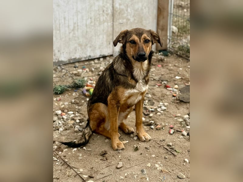 ALBINA - neugierige junge Hündin wünscht sich ein Zuhause bei lieben Menschen