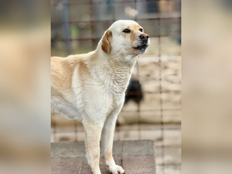 LORRAINE - super freundliche Maus wünscht sich aktive Familie