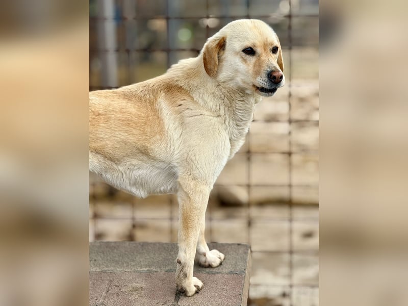 LORRAINE - super freundliche Maus wünscht sich aktive Familie