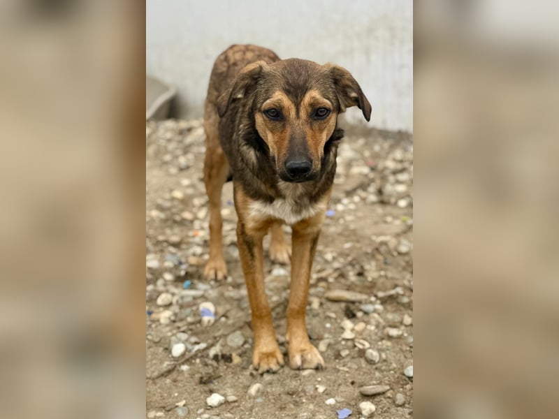 ALBINA - neugierige junge Hündin wünscht sich ein Zuhause bei lieben Menschen