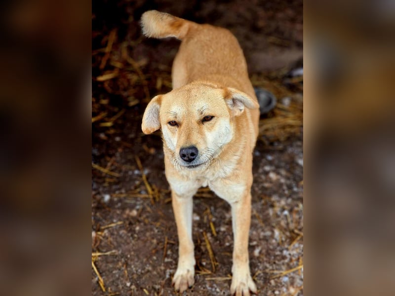 PEGGY - Wünscht sich schon so lange ein schönes Zuhause