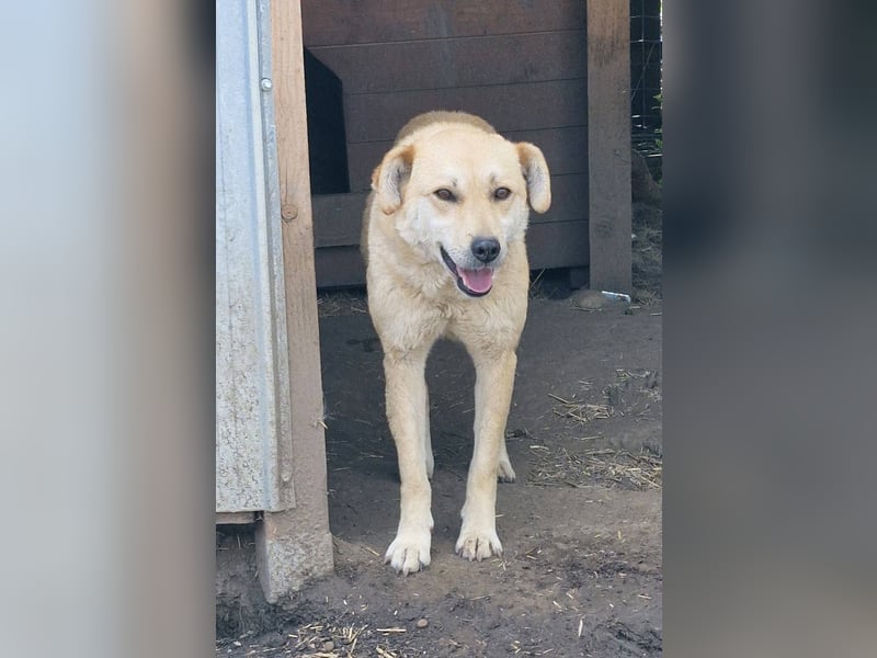 PEGGY - Wünscht sich schon so lange ein schönes Zuhause
