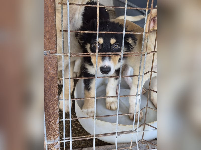 AZARI - Zauberhaftes Mädchen sucht ihr Für-Immer-Zuhause