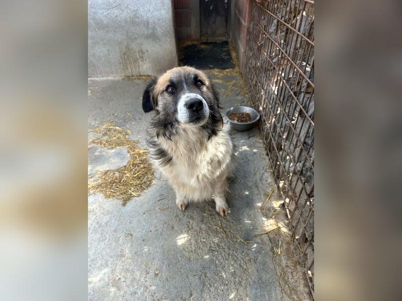 Till möchte endlich ein Zuhause