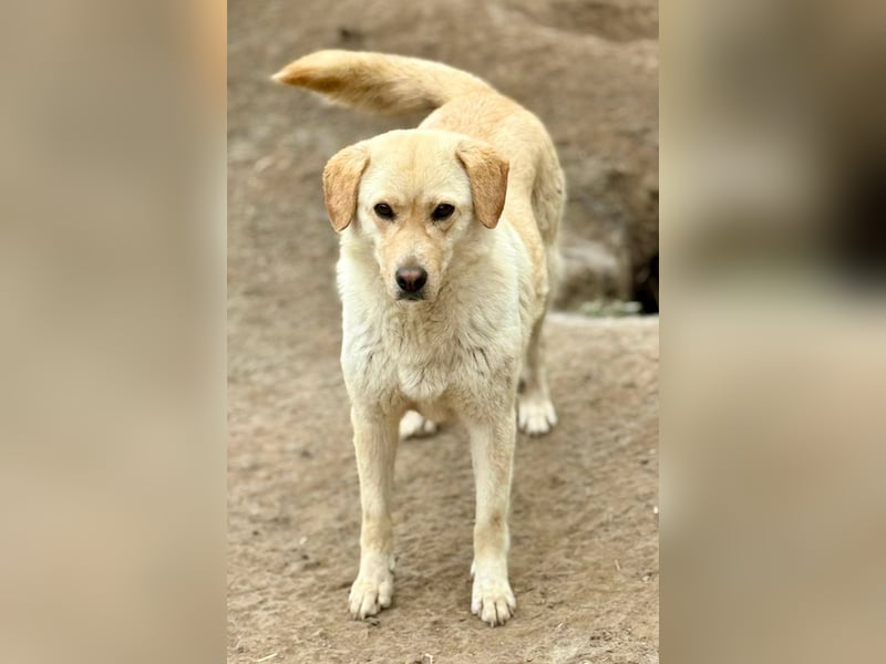 LORRAINE - super freundliche Maus wünscht sich aktive Familie