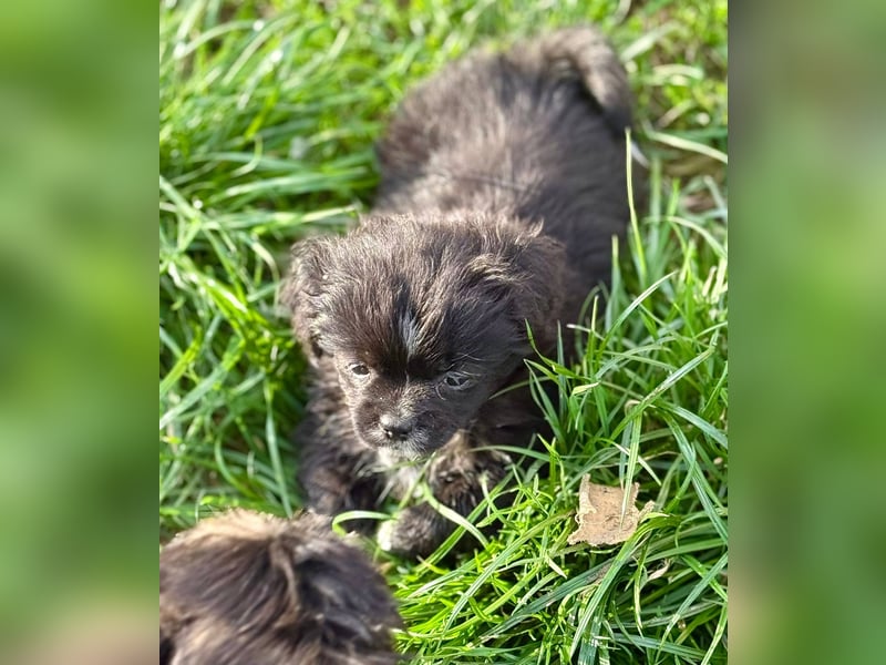 MARISOL - Kleines Hundemädel sucht gemütliches Sofa