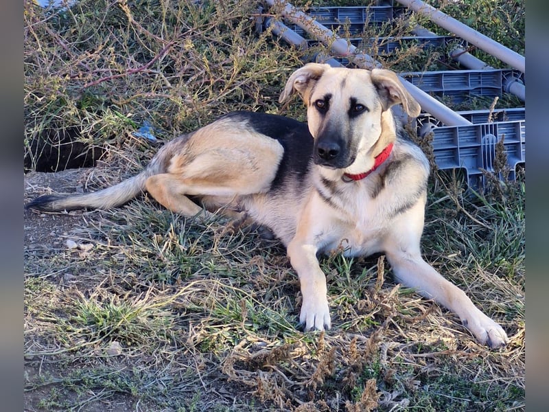 CHARLOTTE - Herzenshündin sucht dringend einen Gnadenplatz