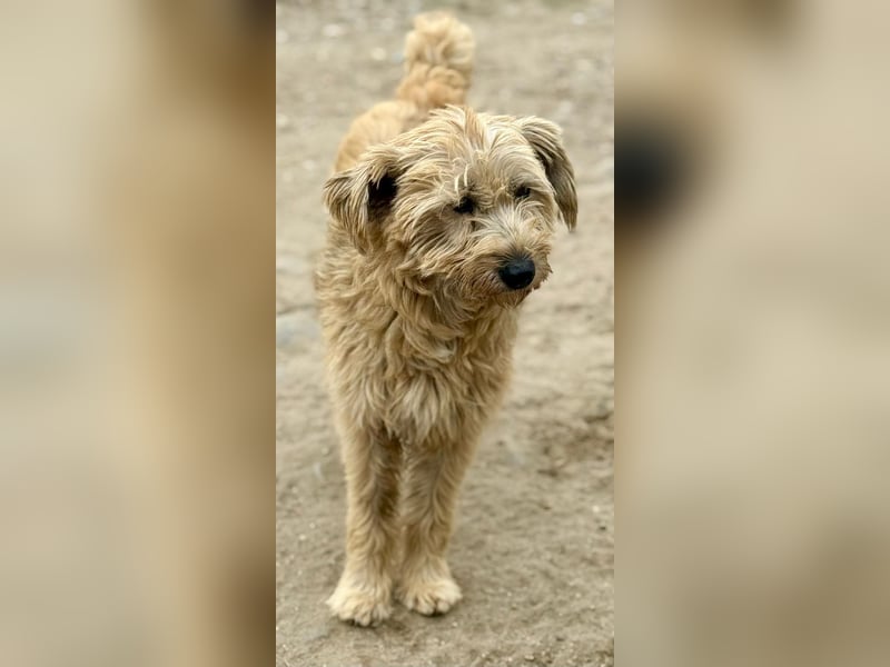 LIOBA - kleiner Glückspilz wartet auf seine Lieblingsmenschen