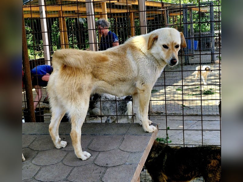LORRAINE - super freundliche Maus wünscht sich aktive Familie