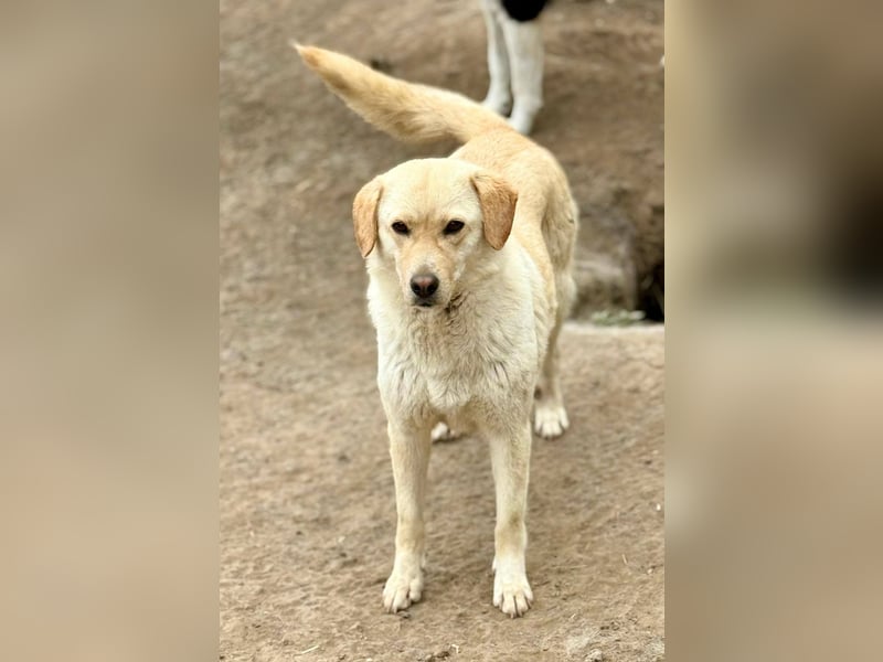 LORRAINE - super freundliche Maus wünscht sich aktive Familie