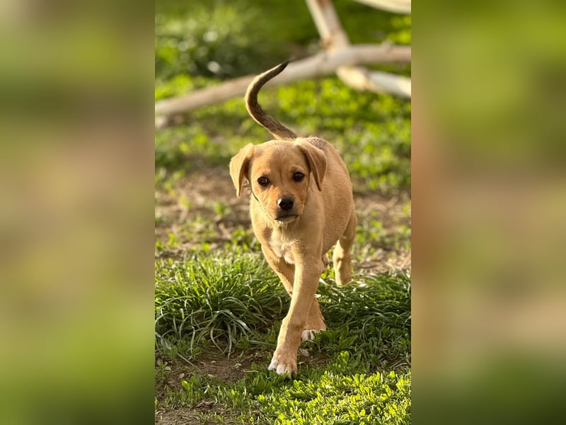 FRITZ THEO - Liebenswerter Hundejunge sucht sein Für-Immer-Zuhause