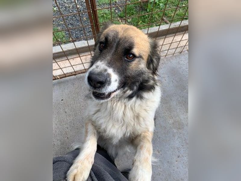 Till möchte endlich ein Zuhause