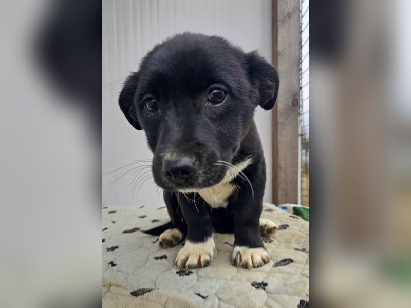 DARCY - Lebensfrohe Hündin wartet auf ihren Start ins Leben