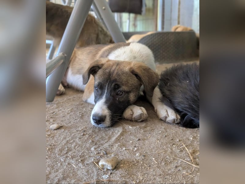 HEMINGWAY - Toller Junge sucht Familie für gemeinsame Abenteuer