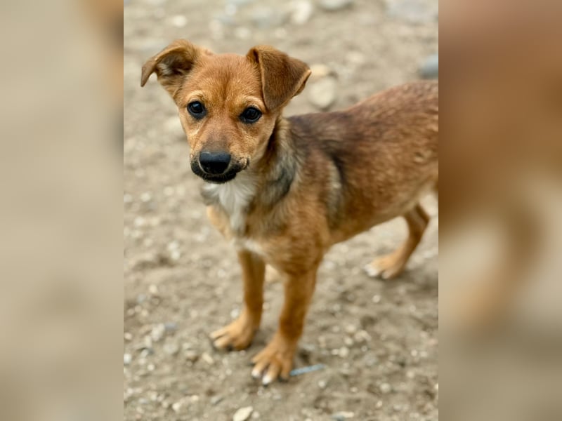 TINCHEN - Kleiner Sonnenschein sucht Für-Immer-Zuhause