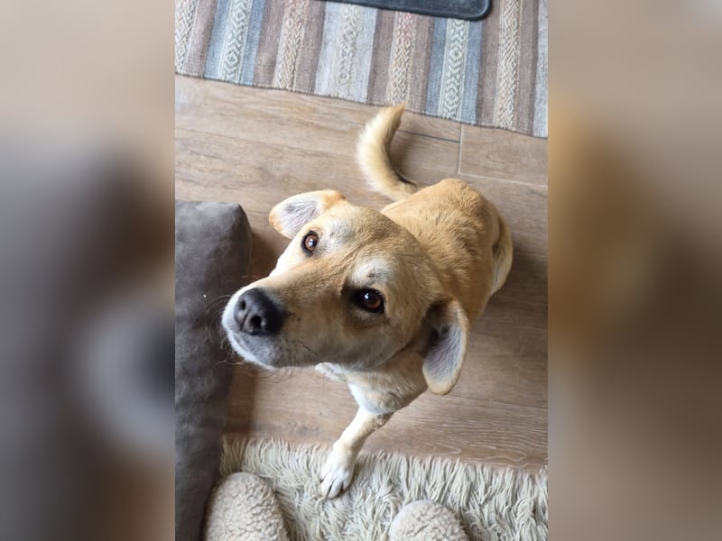 PEGGY - Sanfte und freundliche Hündin sucht ihren sicheren Hafen