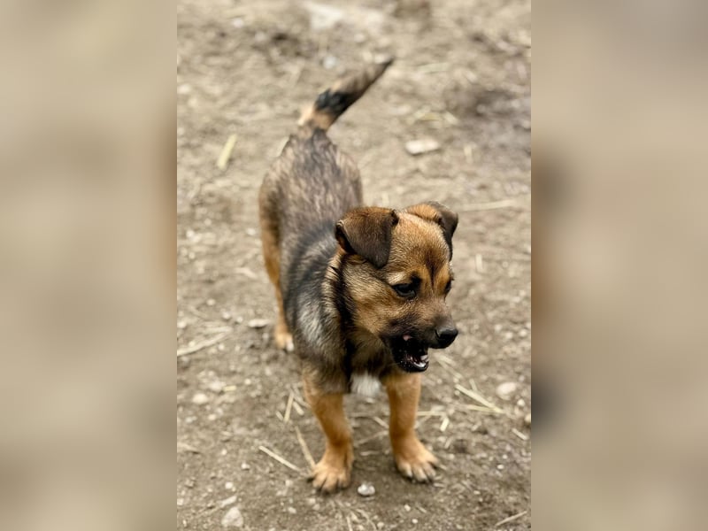 EMELY - Menschenbezogene Hündin sucht schönes Zuhause