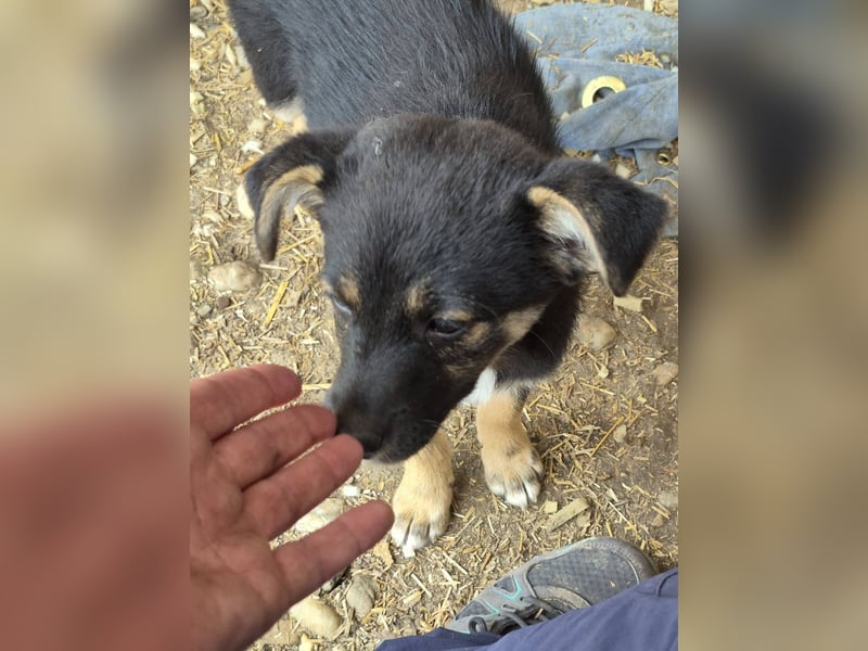GERTI - Neugieriges und fröhliches Welpenmädchen sucht ihre Lieblingsmenschen