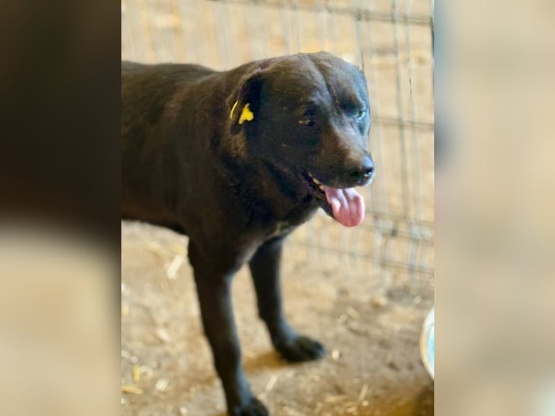 SUERTE - Notfellchen sucht Gnadenplatz