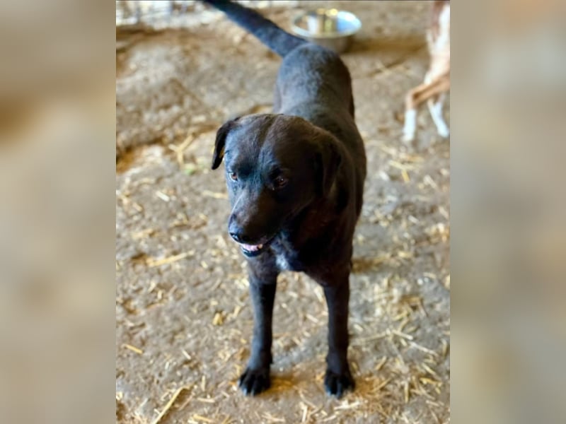 SUERTE - Superfreundlicher Bub wünscht sich liebevolle Familie