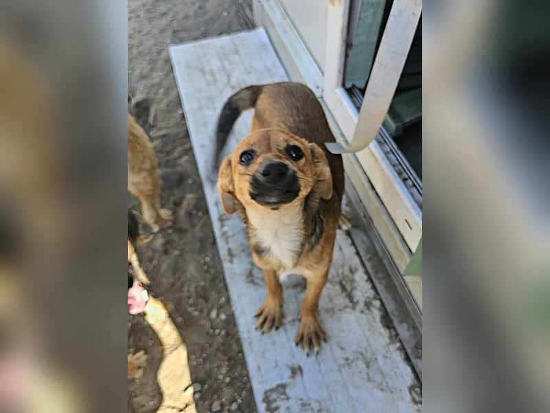 TINCHEN - Kleiner Sonnenschein sucht Für-Immer-Zuhause