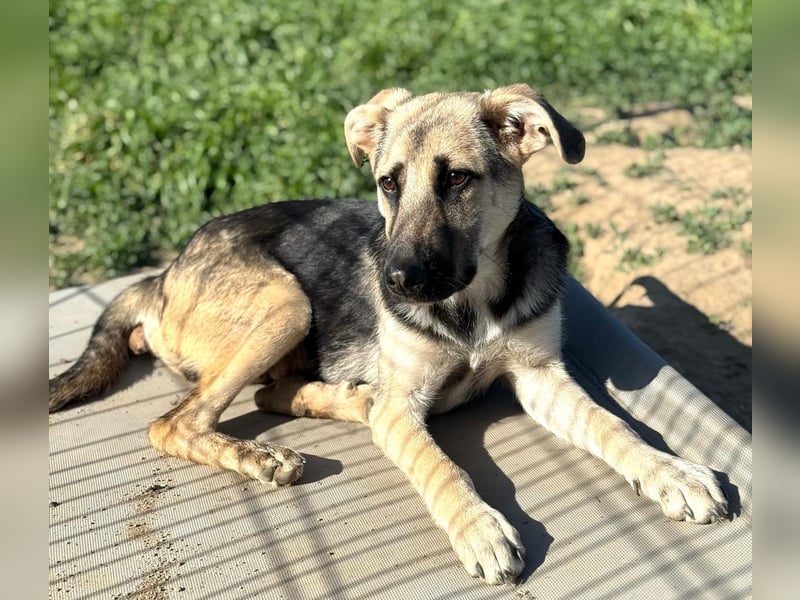 CHARLOTTE - Herzenshündin sucht dringend einen Gnadenplatz