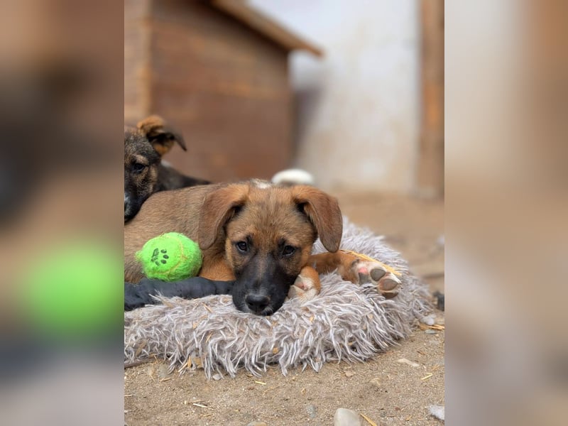 KOVU - Neugieriger Bub sucht seine Familie
