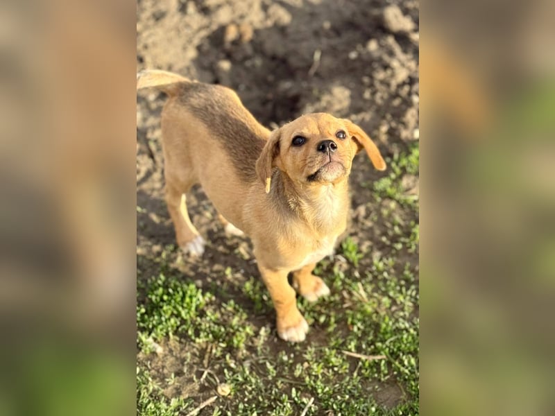 FRITZ THEO - Liebenswerter Hundejunge sucht sein Für-Immer-Zuhause