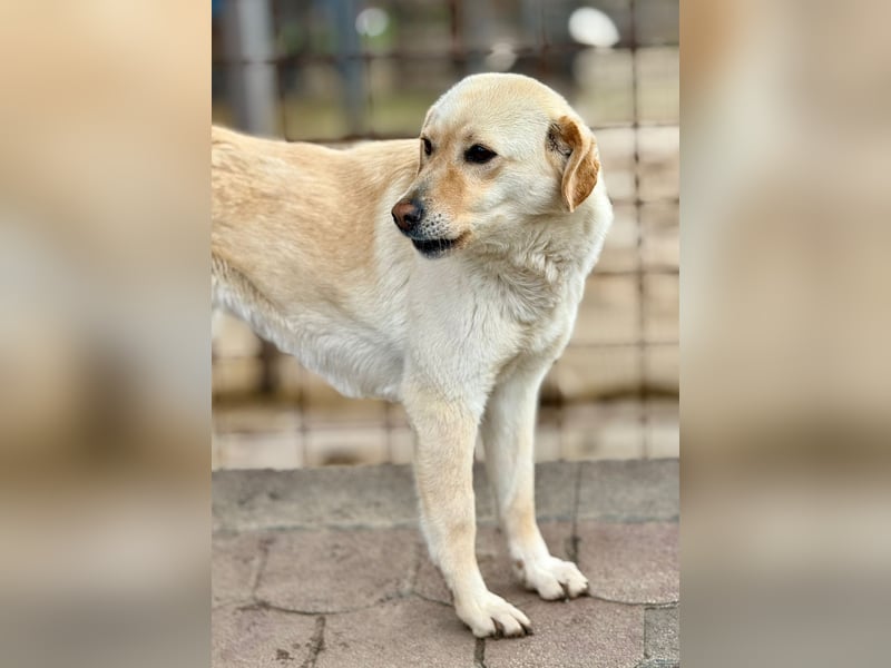 LORRAINE - super freundliche Maus wünscht sich aktive Familie