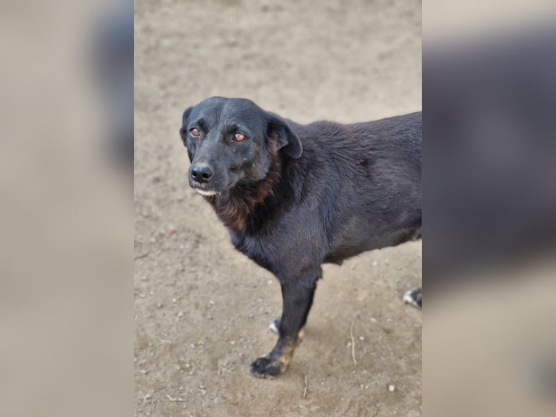 MELOU - freundliche und verschmuste Hündin wünscht sich sehnlichst ihr Zuhause