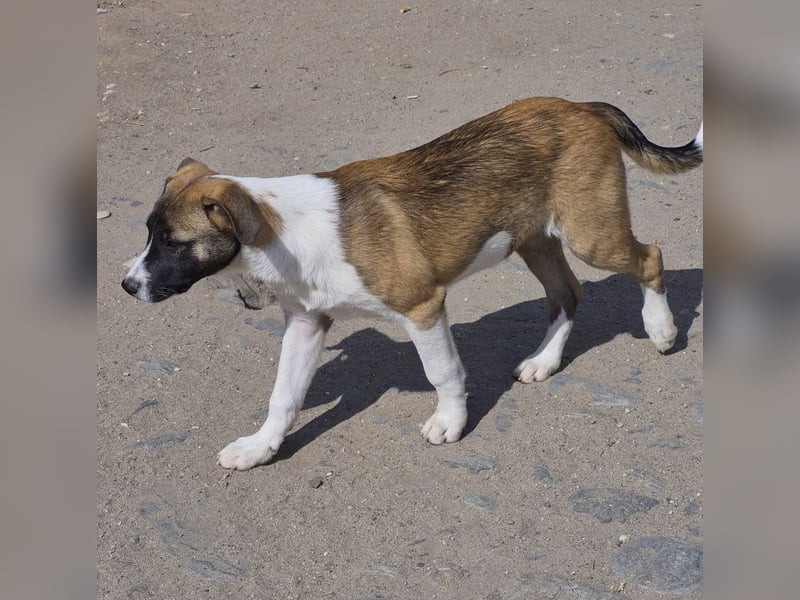 HEMINGWAY - Toller Junge sucht Familie für gemeinsame Abenteuer