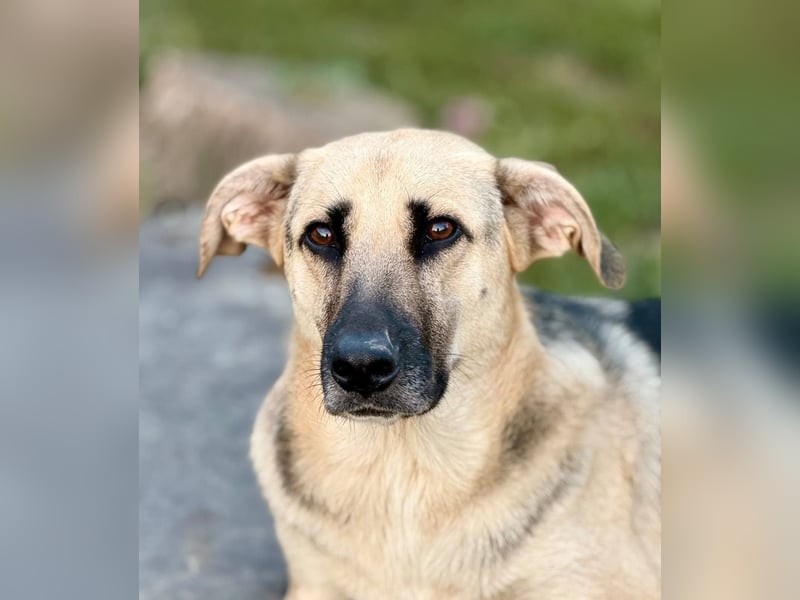 CHARLOTTE - Herzenshündin sucht dringend einen Gnadenplatz