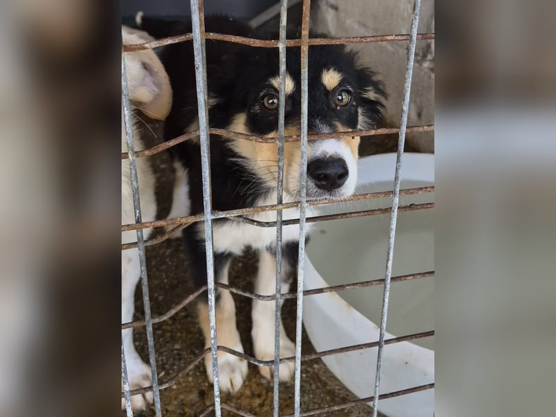 AZARI - Zauberhaftes Mädchen sucht ihr Für-Immer-Zuhause