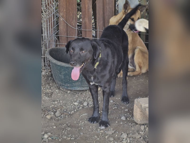 SUERTE - Notfellchen sucht Gnadenplatz