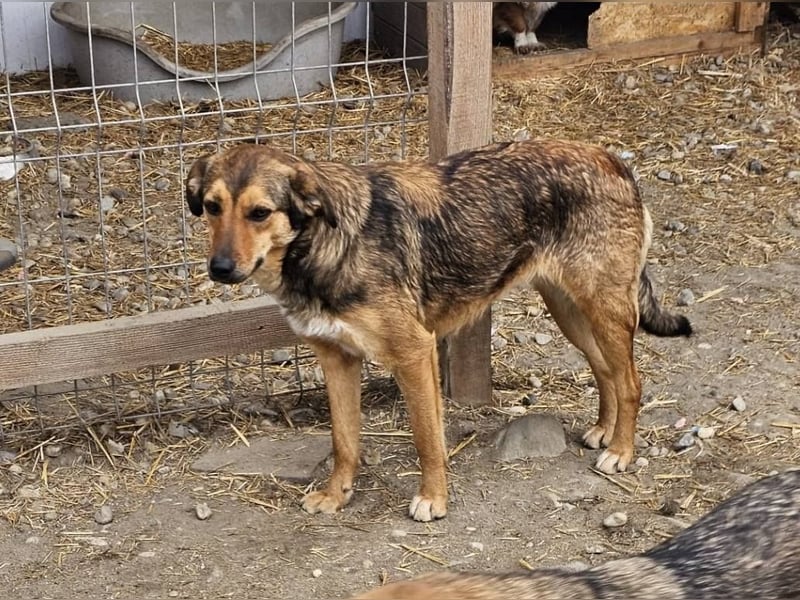 ALBINA - neugierige junge Hündin wünscht sich ein Zuhause bei lieben Menschen