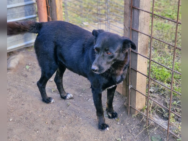 MELOU - freundliche und verschmuste Hündin wünscht sich sehnlichst ihr Zuhause