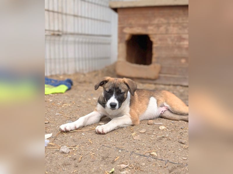HEMINGWAY - Toller Junge sucht Familie für gemeinsame Abenteuer