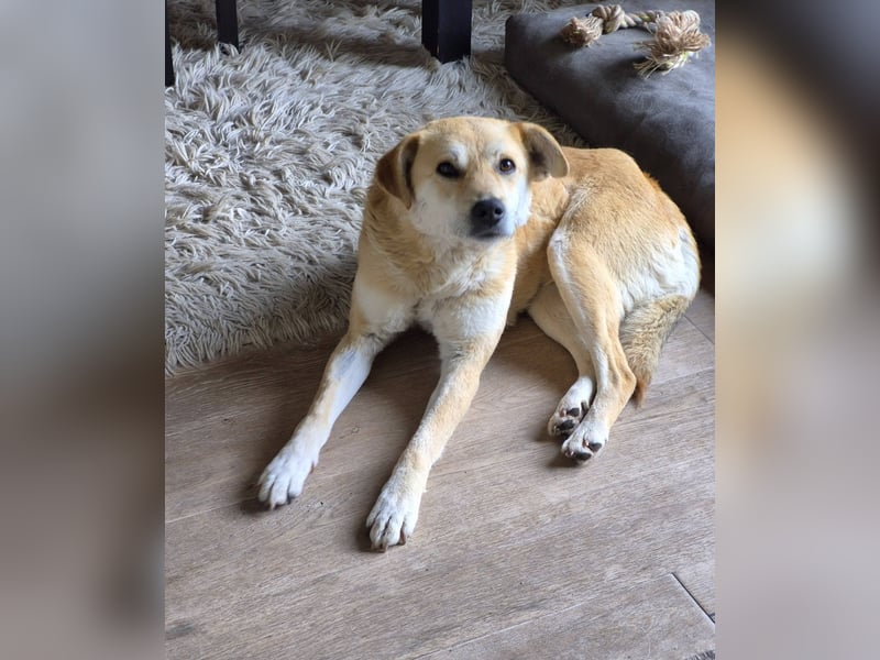 PEGGY - Sanfte und freundliche Hündin sucht ihren sicheren Hafen