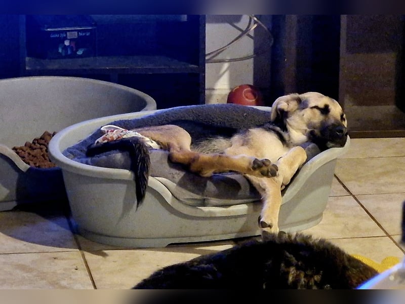 CHARLOTTE - Herzenshündin sucht dringend einen Gnadenplatz