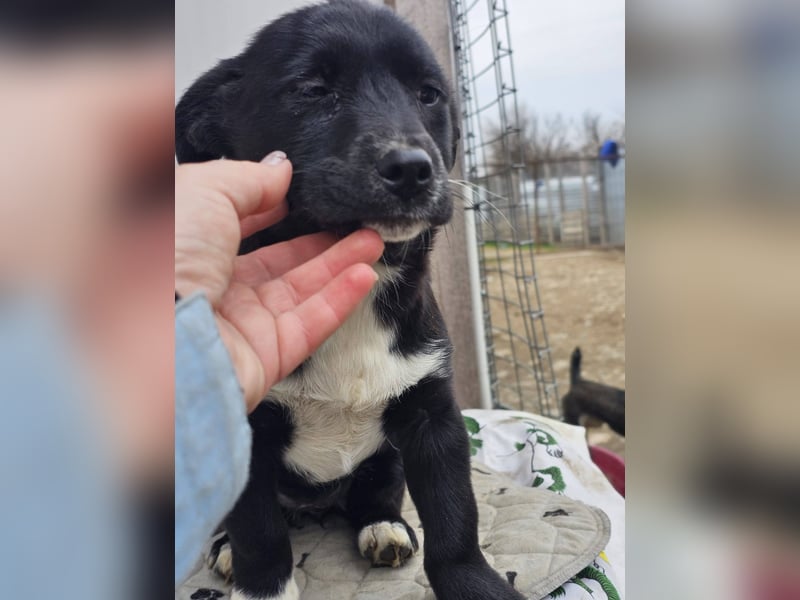 DARCY - Lebensfrohe Hündin wartet auf ihren Start ins Leben
