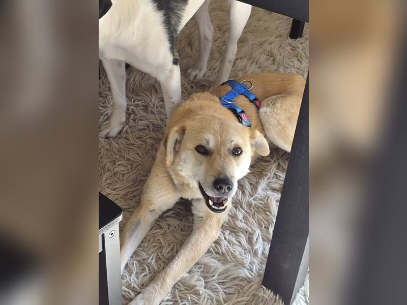 PEGGY - Sanfte und freundliche Hündin sucht ihren sicheren Hafen