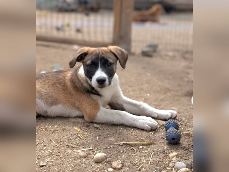 HEMINGWAY - Toller Junge sucht Familie für gemeinsame Abenteuer