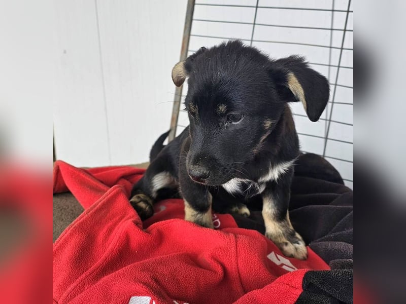 ELOISE - Aufgeschlossenes Mädchen sucht warmes Körbchen