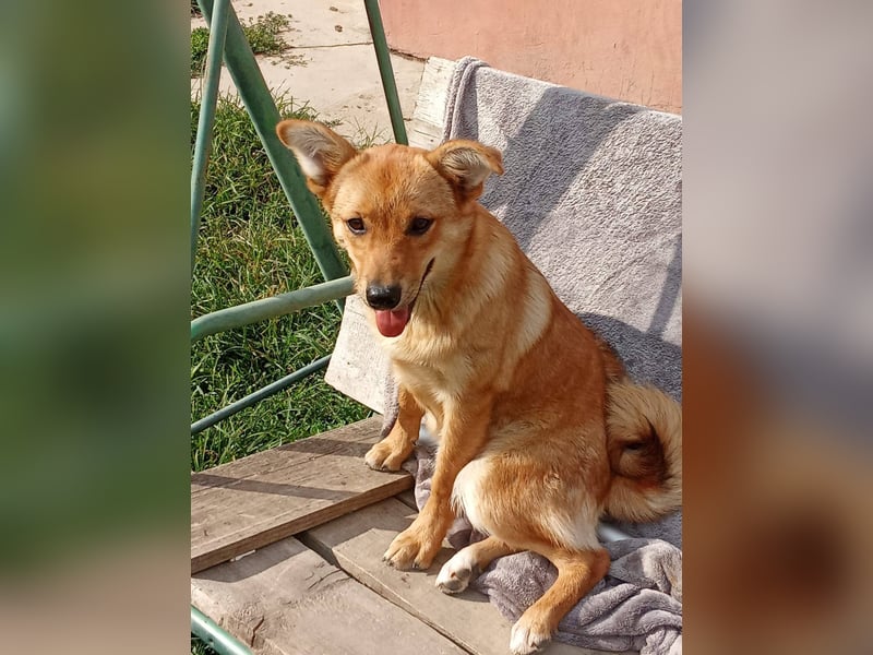 DIANA - Aufgeschlossenes, kleines Mädchen sucht ihre Lieblingsmenschen