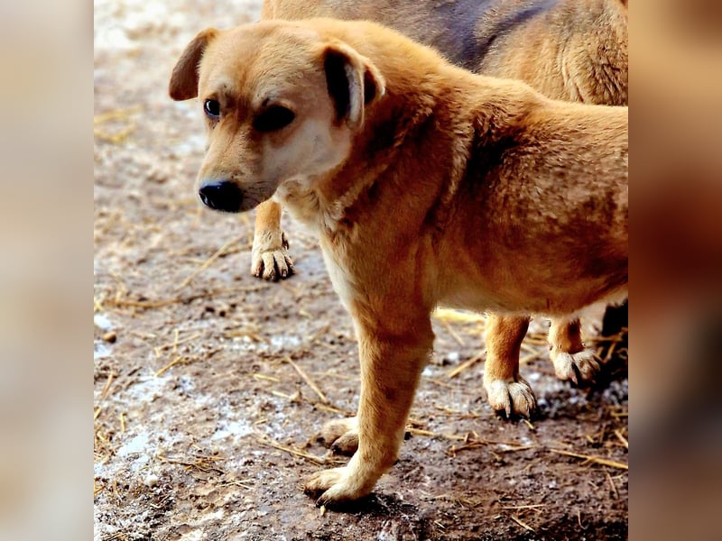 PEGGY - Wünscht sich schon so lange ein schönes Zuhause