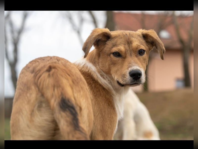 Barney wünscht sich seine Familie